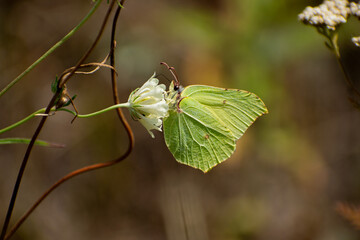 butterfly leaf