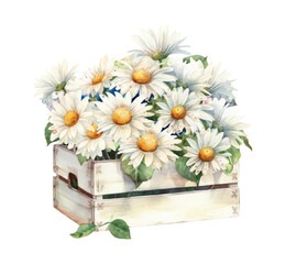 Watercolor daisy flowers in a wooden box clipart, Generative AI, png image.	