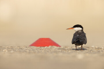 White-cheeked Tern perched on the ground and a cricket ground boundary marker at the backdrop at Tubli, Bahrain