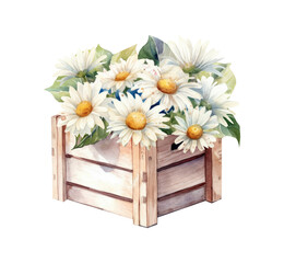 Watercolor daisy flowers in a wooden box clipart, Generative AI, png image.	