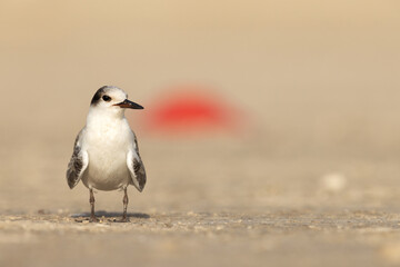 Portrait of White-cheeked Tern perched on the ground and bokeh of red spot at Tub