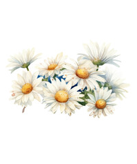 Watercolor daisy flowers clipart, Generative AI, png image.	