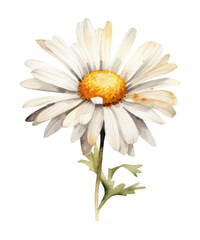 Watercolor daisy flower clipart, Generative AI, png image.	