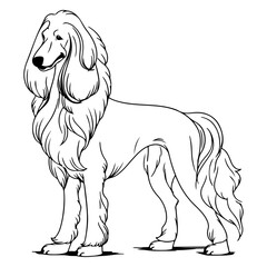 Obraz na płótnie Canvas Afghan Hound, hand drawn cartoon character, dog icon.