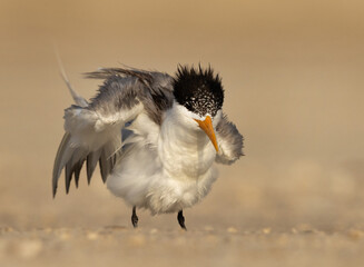 Greater Crested Tern shaking its wings while preening at Busaiteen coast, Bahrain