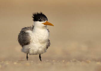 Greater Crested Tern shaking its wings while preening at Busaiteen coast, Bahrain