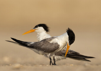 Closeup of a pair of Lesser Crested Tern perched on ground at tubli, Bahrain