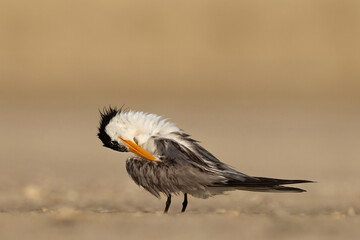 Lesser Crested Tern preening perched on ground at tubli, Bahrain