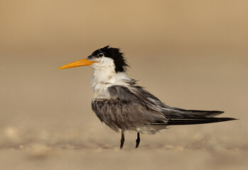 Closeup of a Lesser Crested Tern perched on ground at tubli, Bahrain