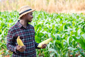 African farmer man holding fresh corn at organic farm with smile and happy.Agriculture or cultivation concept