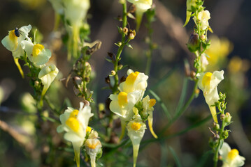 Linaria vulgaris, common toadflax yellow flowers closeup selective focus