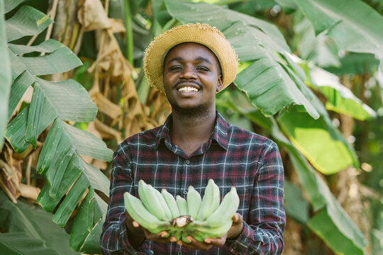 African farmer with fresh bananas on plantation.Agriculture or cultivation concept