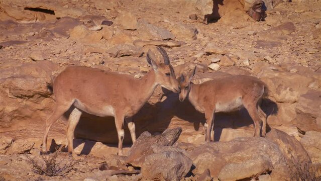 Nubian Ibex Female and fawn head butting