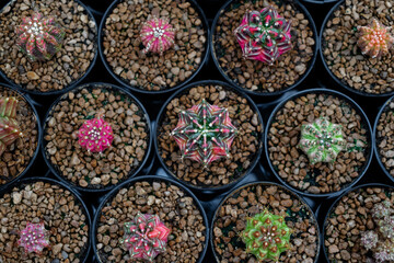 Cactus farm with close-up of succulent and cactus collection in pot. It' s natural background from little plants.	
