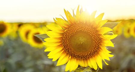 Obraz premium Sunflower garden. field of blooming sunflowers against the backdrop of sunset. The best kind of sunflower in bloom. Growing sunflowers to make oil