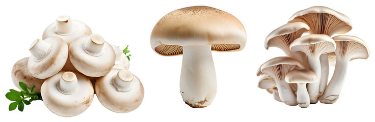 Set of mushrooms. A bunch of mushrooms. One mushroom. Bunch of oyster mushrooms. Isolated on a transparent background. KI. - obrazy, fototapety, plakaty