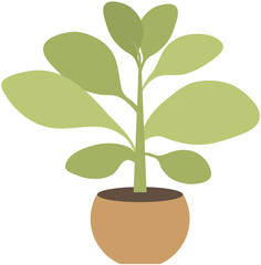 Home or office plant in pot. Vector illustration. Foliage plant in pot for interior. Home plant in flowerpot. Houseplants isolated on white. Trendy green home decor. Houseplant in ceramic container