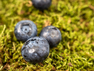 Ripe blueberries on green moss. blueberries close up