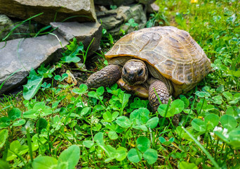 A close-up of a land turtle among green vegetation on a summer day