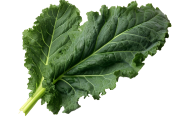 Kale leaf. isolated object, transparent background