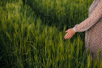 Hand and green wheat field