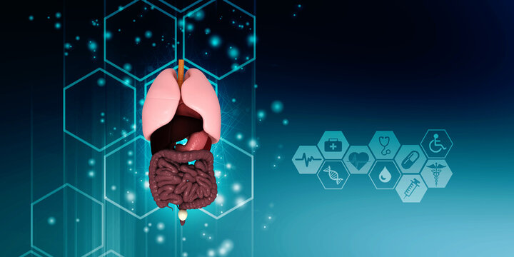 3d illustration human digestive system