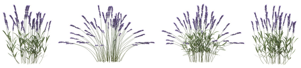 Set of lavender flowers with isolated on transparent background. PNG file, 3D rendering illustration, Clip art and cut out - obrazy, fototapety, plakaty