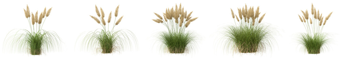 Set of Cortaderia Selloana plant or Pampas grass with isolated on transparent background. PNG file, 3D rendering illustration, Clip art and cut out