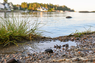 Close-up of a patch of grass along the coastline of Norway. The blurred outline of houses across the water appear in the background.