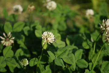 Japanese Honeybee or Apis cerana japonica on White Clover flowers - クローバー 白い花 二ホンミツバチ