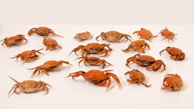 Little crabs on a white floor