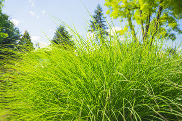 葉色が綺麗なカレックス