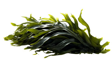 Kombu seaweed. isolated object, transparent background