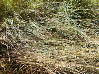 grass