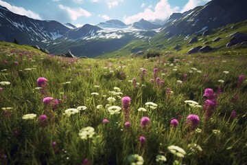 Obraz premium Wildflowers field in the Alps