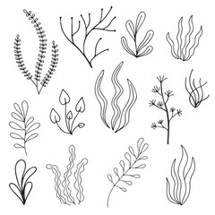 Vector set of hand drawn seaweeds. Linear illustration isolated on white background - obrazy, fototapety, plakaty