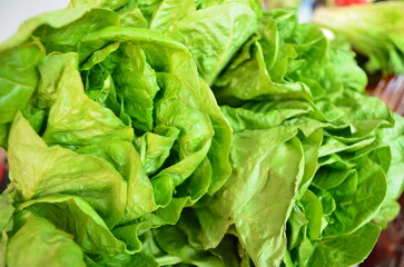 fresh green lettuce