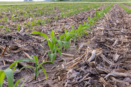 continuous corn