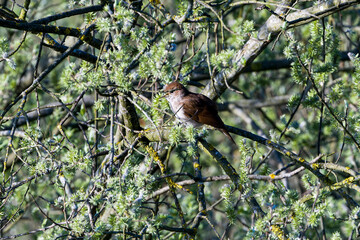 Nachtigall (Luscina megarhynchos) in ihrem Revier
