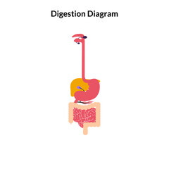 Human Body Organ Vector Illustration