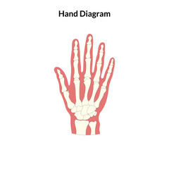 Human Body Organ Vector Illustration