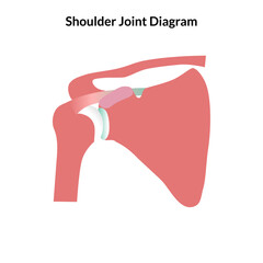 Human Body Organ Vector Illustration