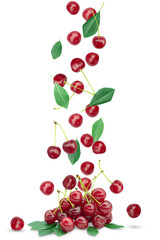Fall in a bunch of ripe cherries with foliage on a transparent background.