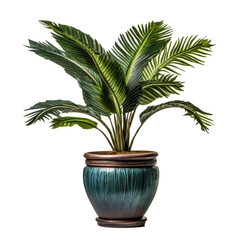 Obraz premium Interior home plant in pot