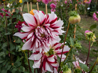 Dahlia 'Bert pitt' blooming with bicolored red and white flowers in the garden in autumn
