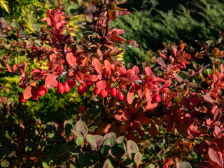 Orange and red leaves and red fruits of low-growing, deciduous shrub of Japanese barberry (Berberis thunbergii) 'Green Carpet' in autumn