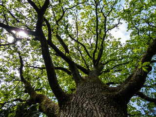 View of old oak tree with fresh, green leaves emerging in early spring. Green outdoors scenery