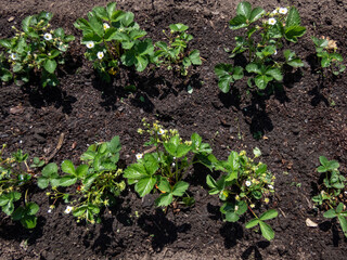 Strawberry plants growing in rows in the garden in bright sunlight