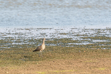 Regenbrachvogel