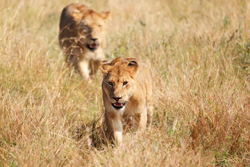Naklejka na ściany i meble A Lion (Panthera Leo) in Serengeti National Park, Tanzania, Africa